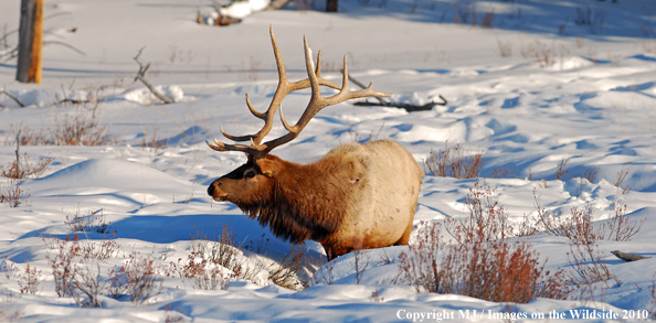 Rocky Mountain Bull Elk in habitat. 