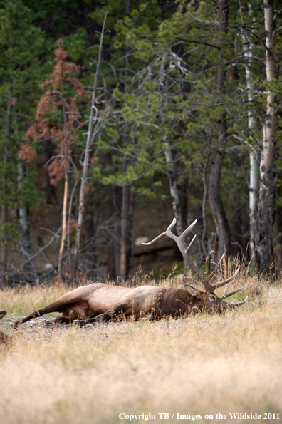 Bull elk laying in field. 