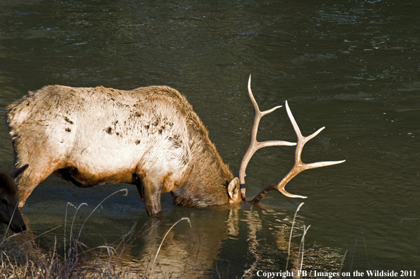 Rocky Mountain elk in water. 