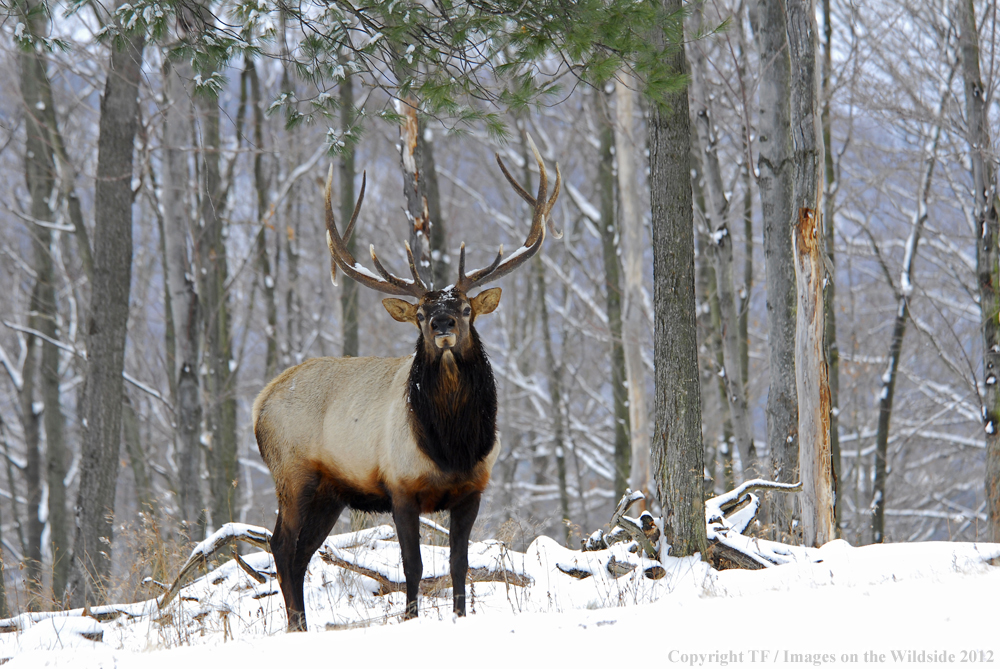 Bull elk in habitat. 