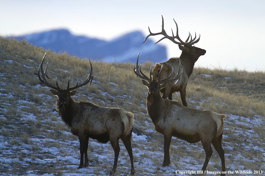 Rocky Moutain Elk in habitat.