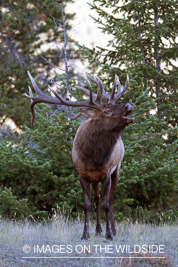 Rocky Mountain Bull Elk bugling in habitat.