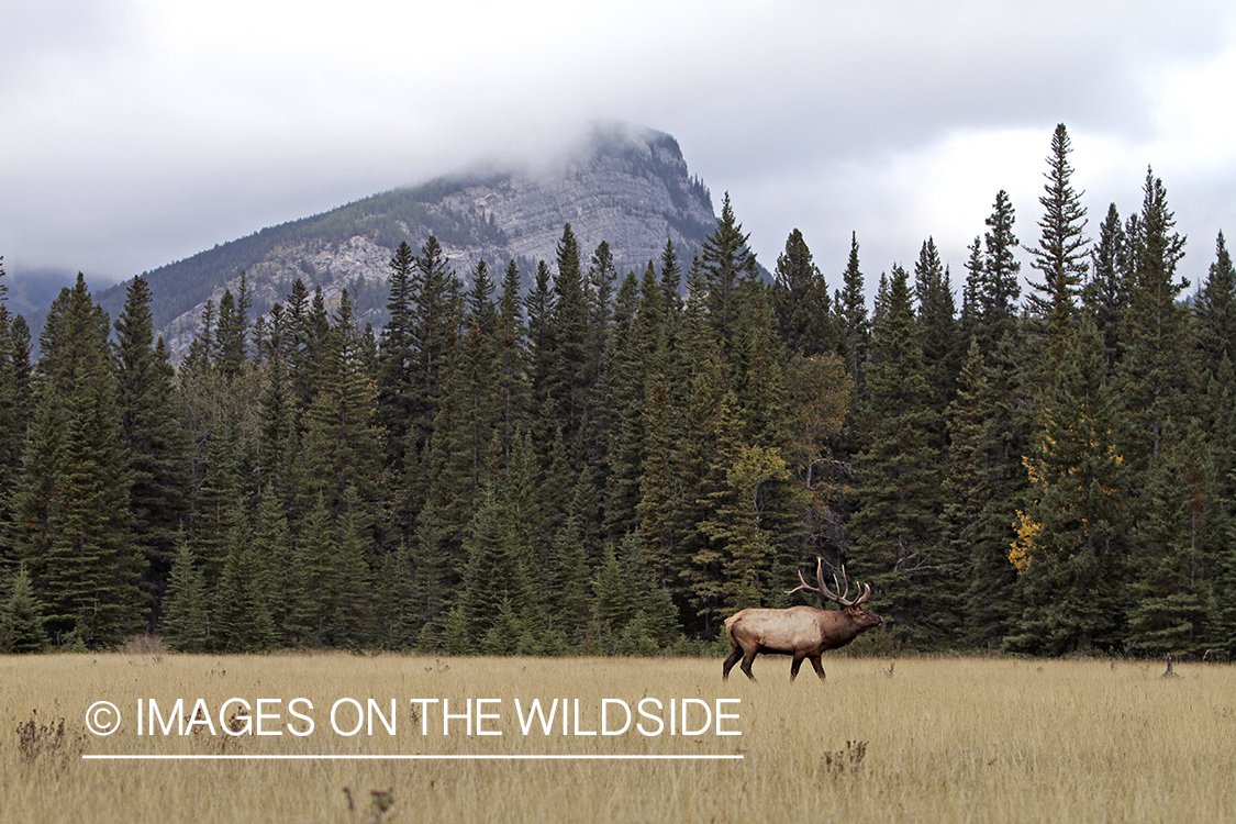 Rocky Mountain Bull Elk in habitat.