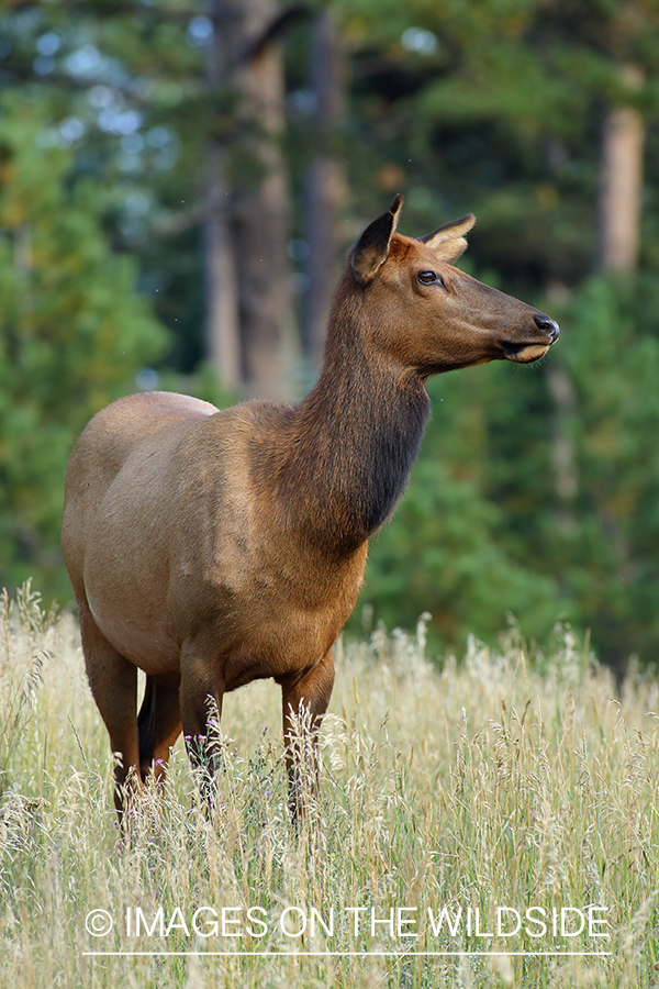 Rocky Mountain Cow Elk in habitat.