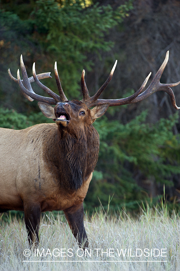 Bull elk bugling.