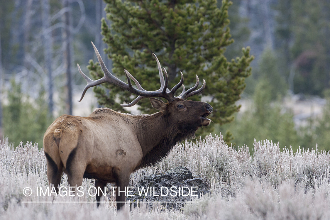 Bull Elk bugling.