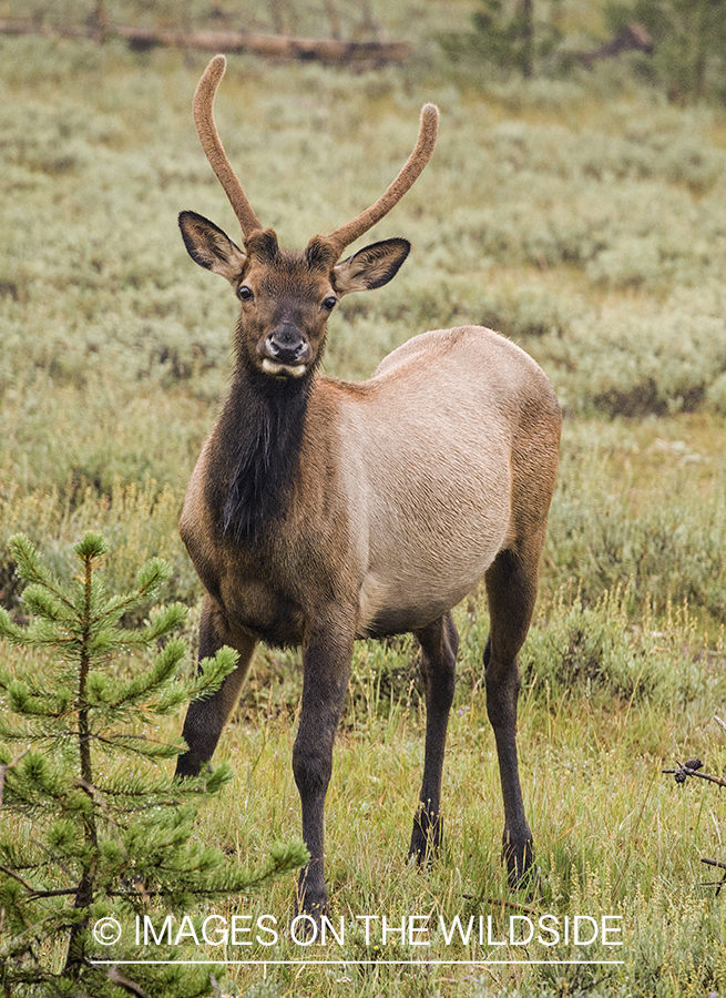 Young bull elk in field.