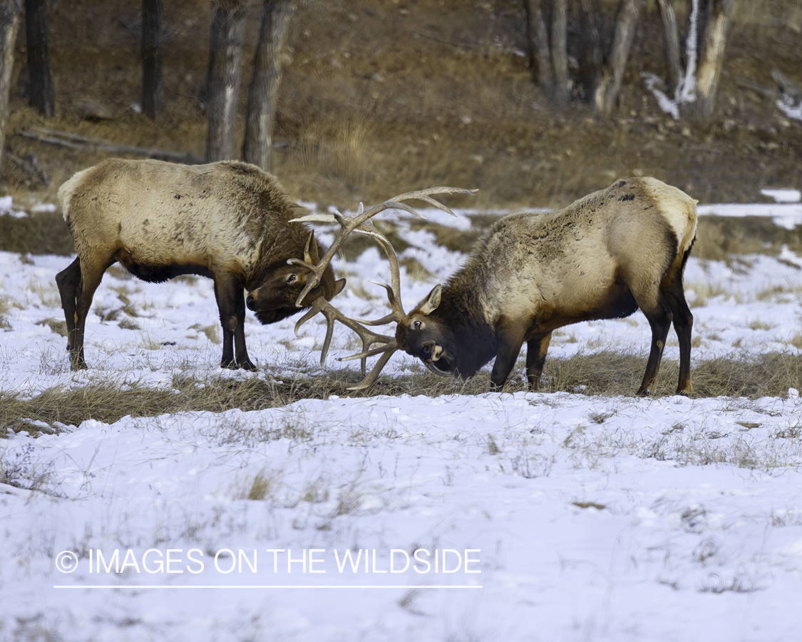 Bull elk sparring.