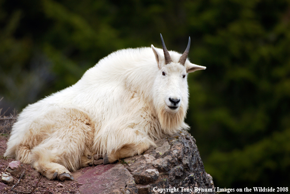 Billy Mountain Goat