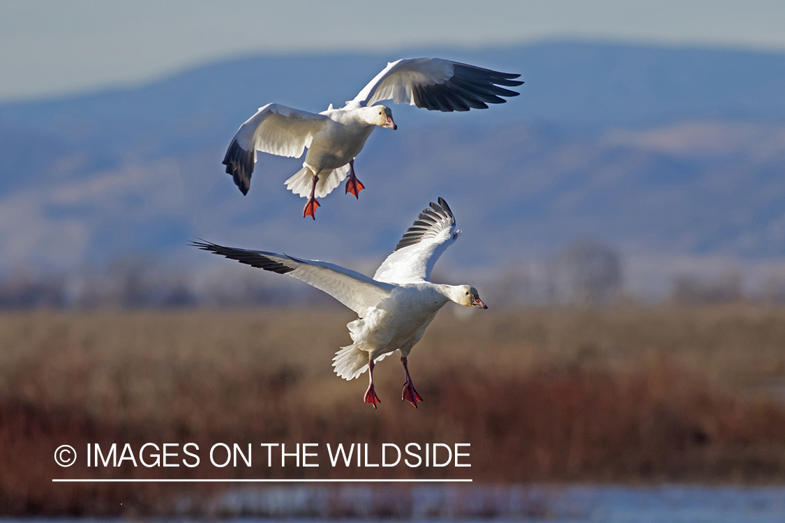 Snow geese in flight.