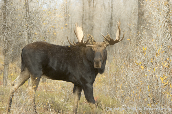 Shiras bull moose in Rocky Mountains.