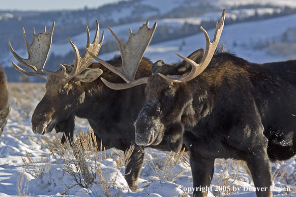 Shiras bull moose in habitat.