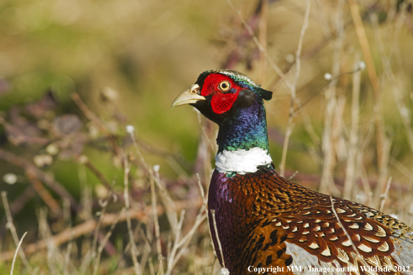 Ring-necked pheasant in habitat. 