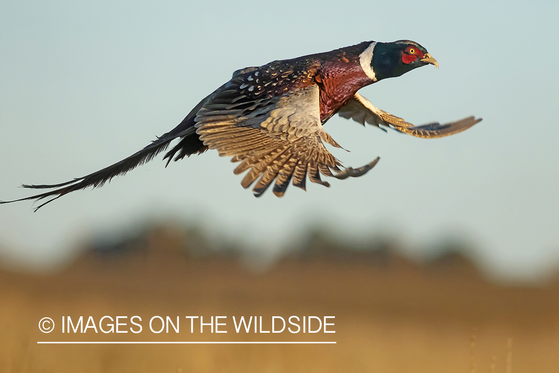 Ring-necked pheasant in flight.