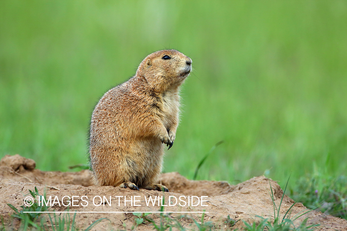 Prairie dog in habitat.