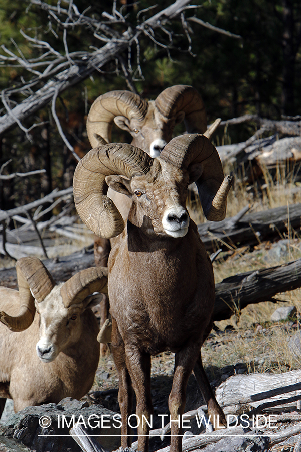 Rocky Mountain bighorn sheep in field.