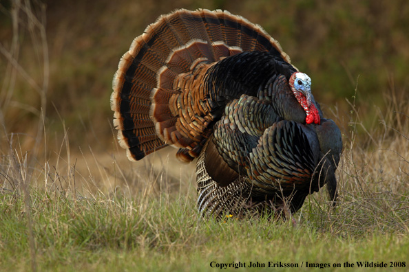 Eastern Wild Turkey