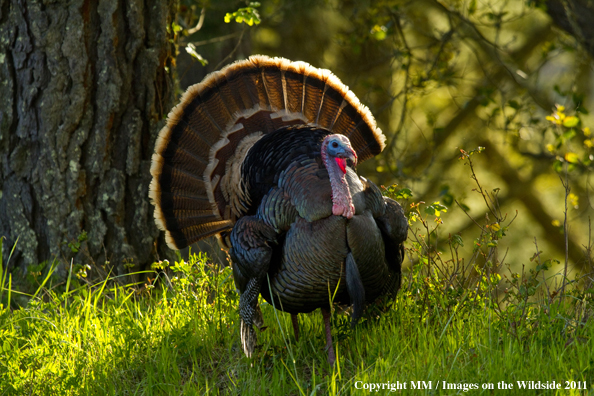 Eastern Wild Turkey in habitat. 