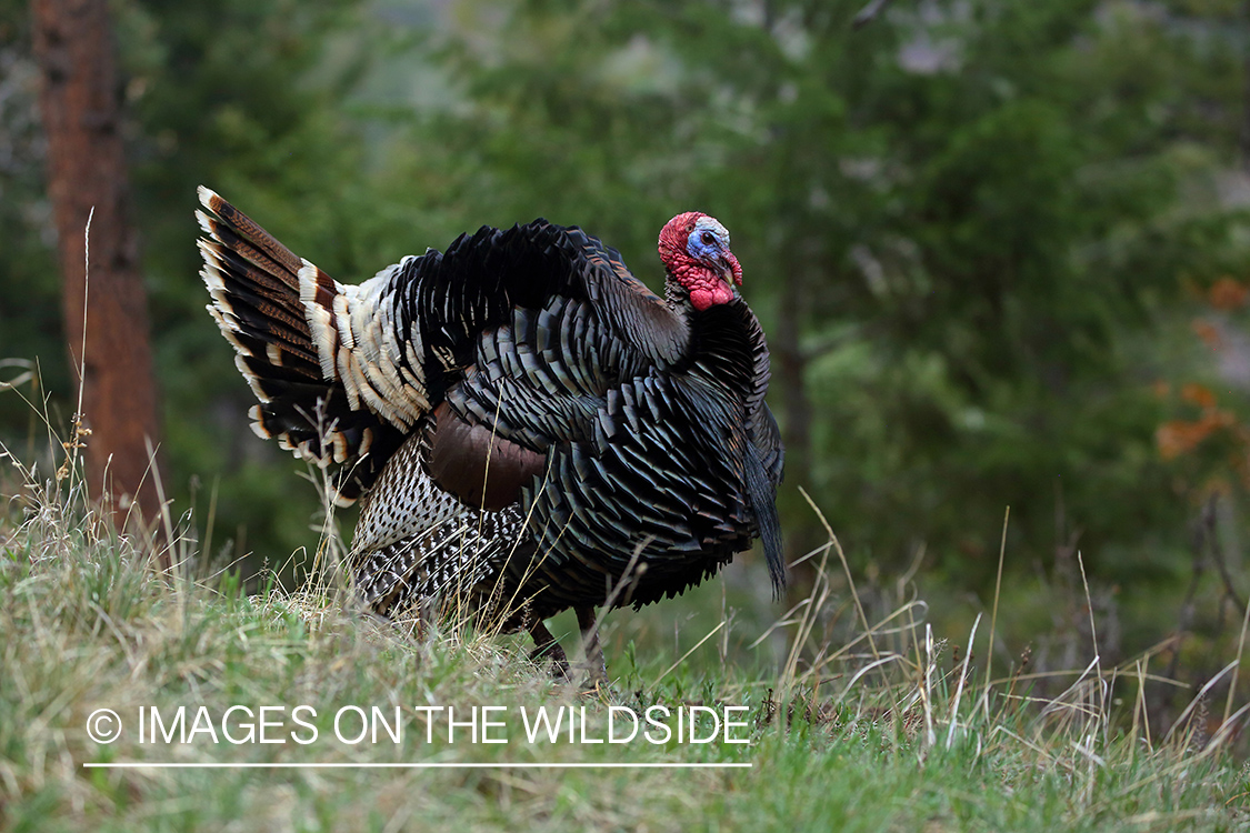 Merriam Turkey in habitat.