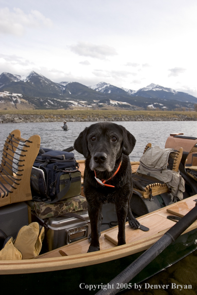 Black Labrador Retriever in wooden driftboat on Yellowstone River, Montana.