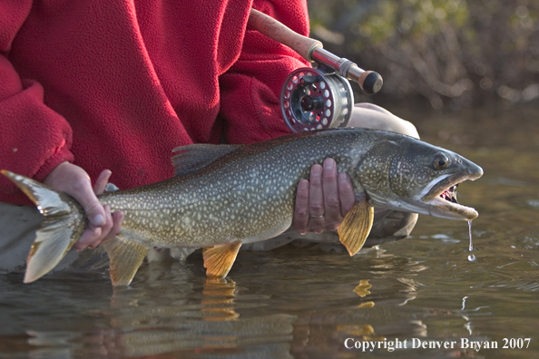 Flyfisherman with lake trout (close-up of trout).