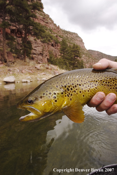 Brown trout being released by fisherman.