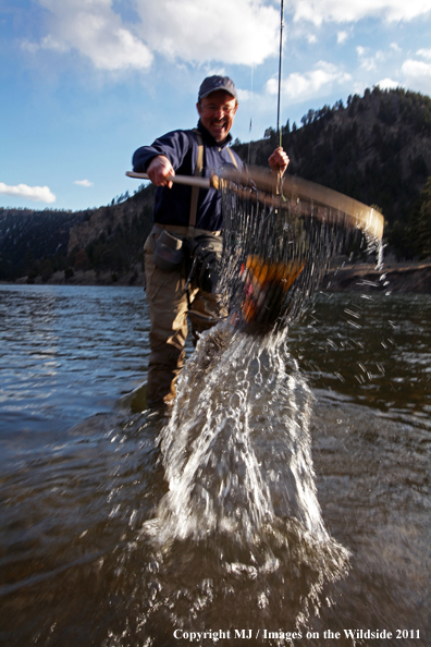 Flyfisherman netting a nice rainbow trout.