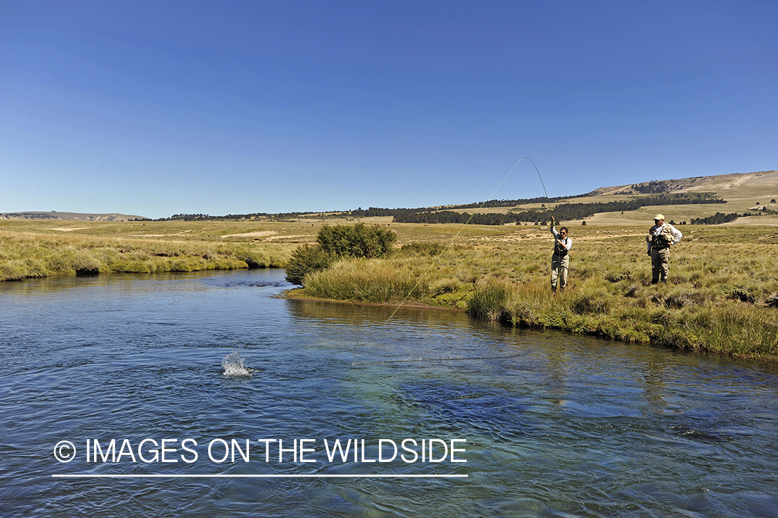 Flyfisherwoman fighting jumping rainbow trout on line.