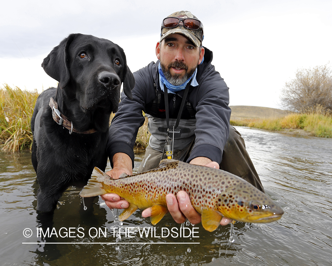 Flyfisherman and black lab releasing brown trout. 