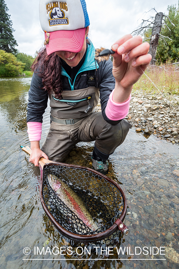 Rainbow trout in net with fly. 