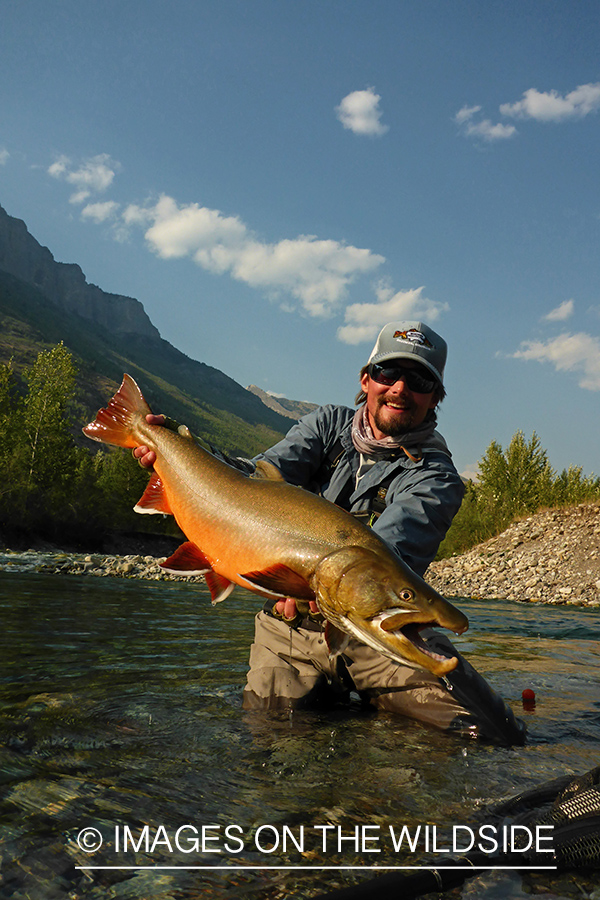 Flyfisherman releasing bull trout.