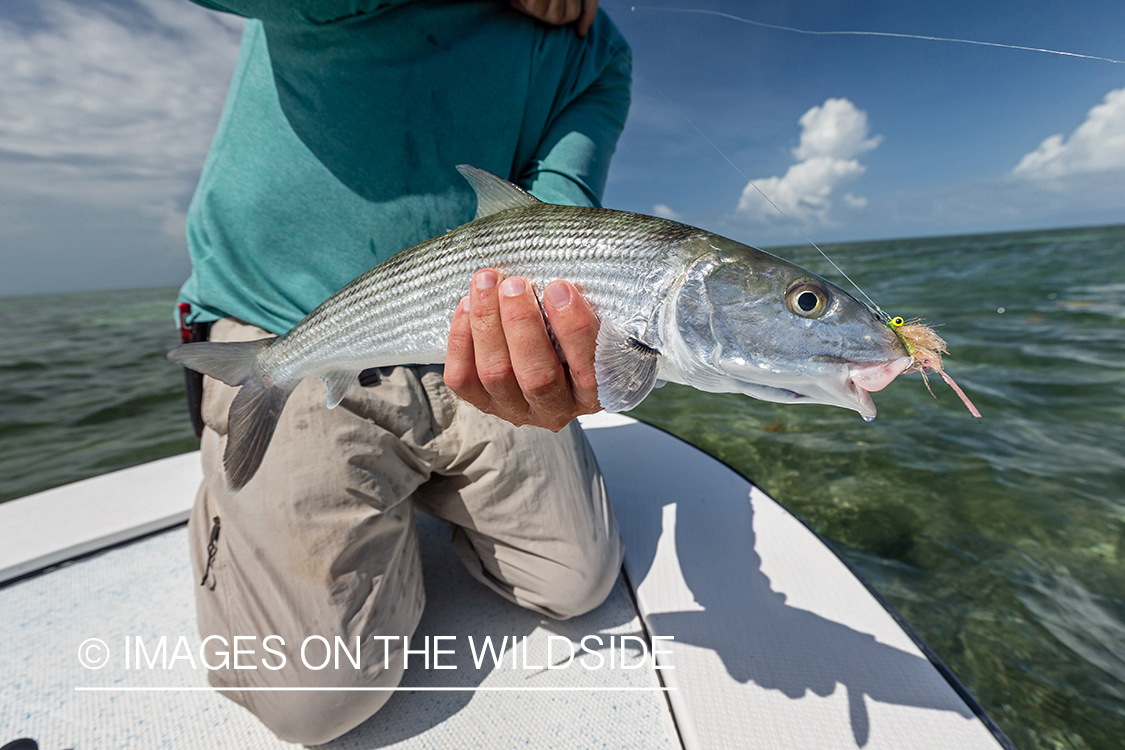 Flyfisherman releasing Bonefish.