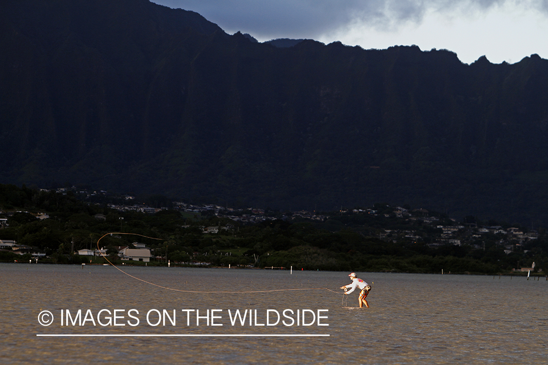 Saltwater flyfisherman fishing on flats, in Hawaii. 