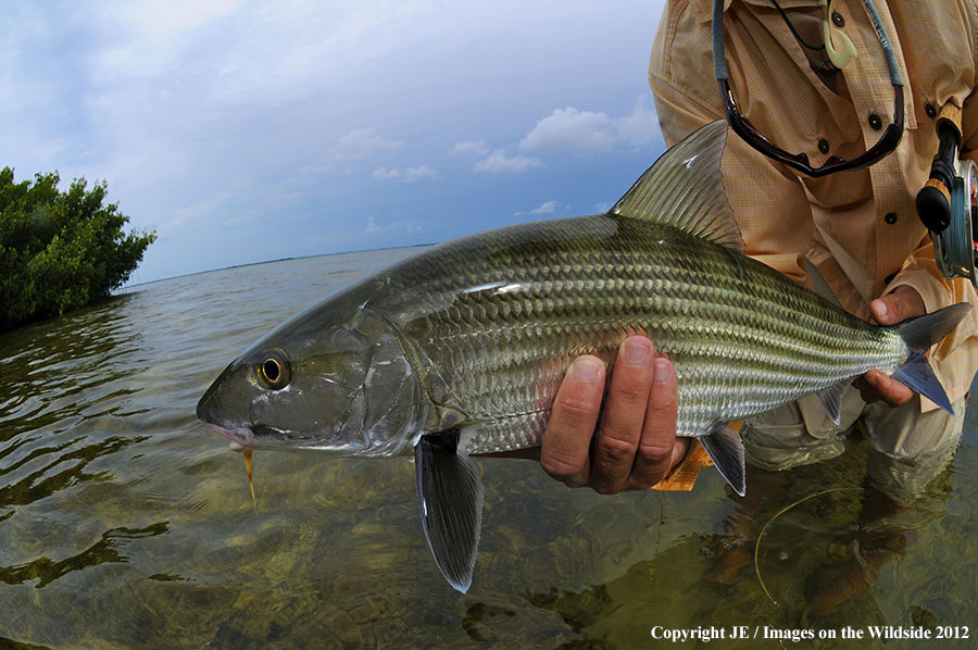 Flyfisherman releasing bone fish.