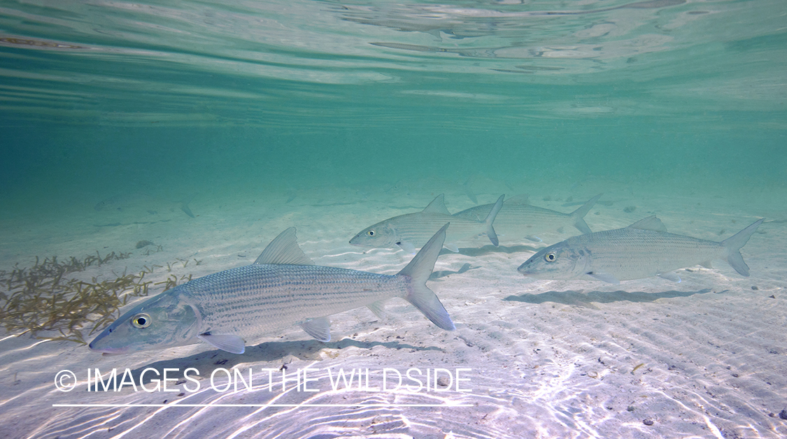 Bonefish in habitat.