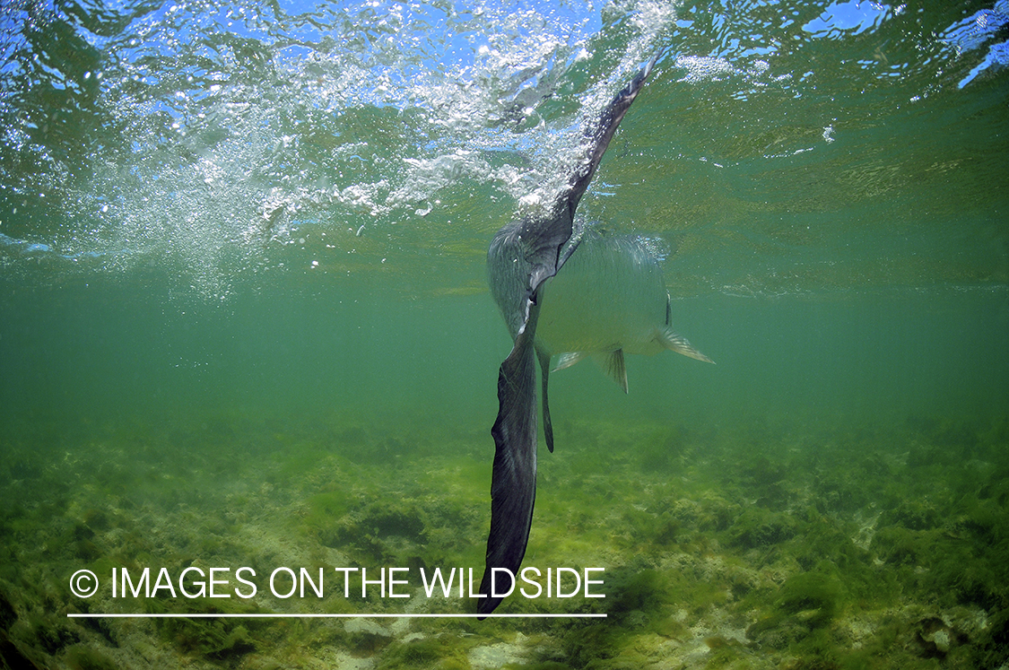 Tarpon being released in Florida Keys.