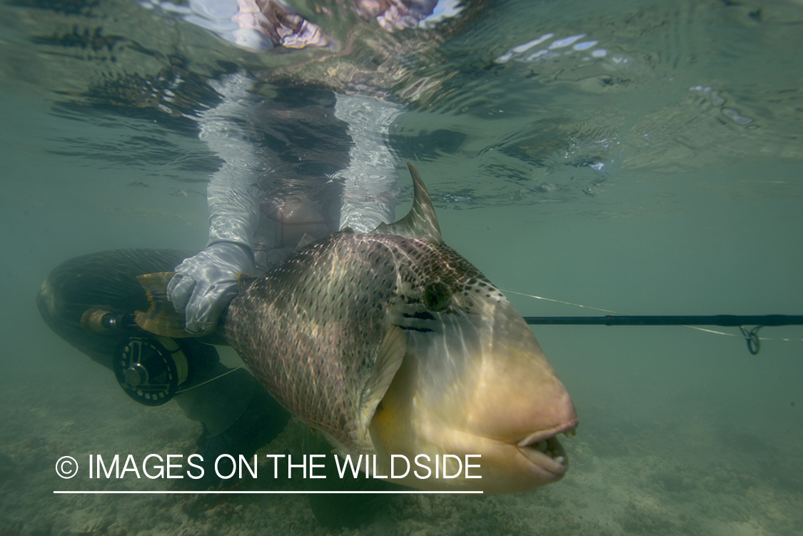 Woman releasing Peachy Triggerfish.