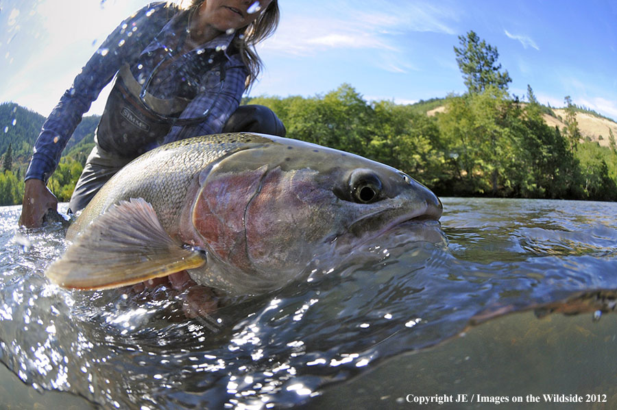 Flyfisher with steelhead catch.