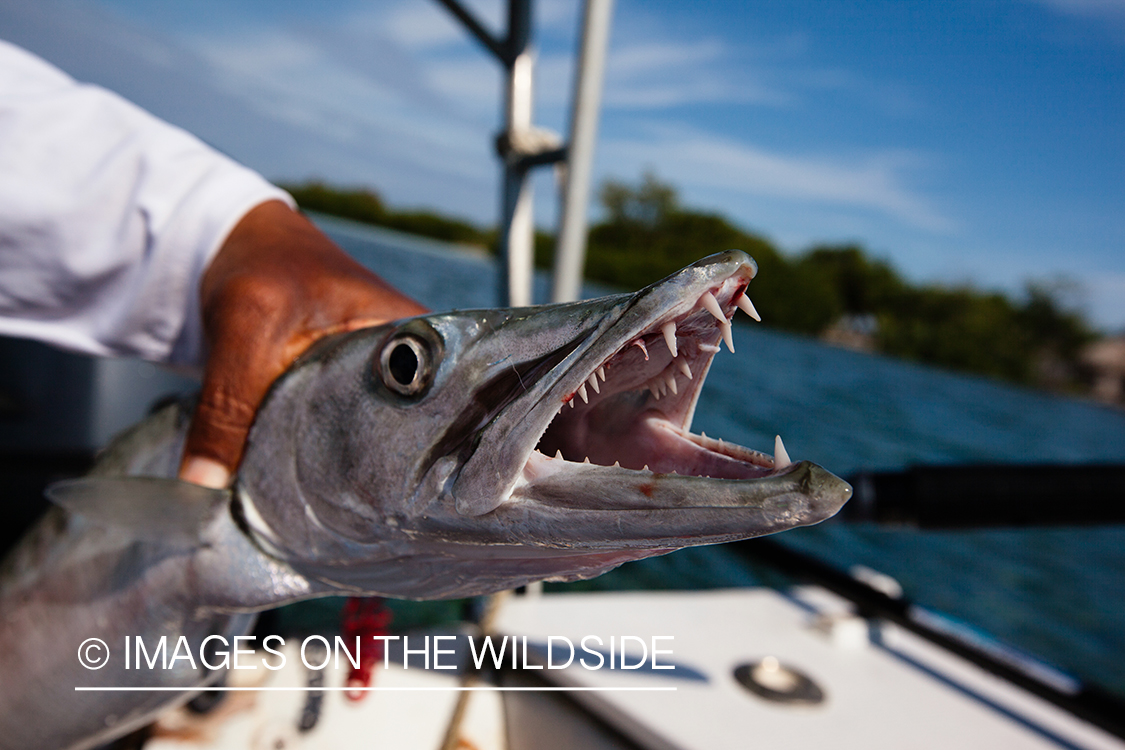 Barracuda close-up.