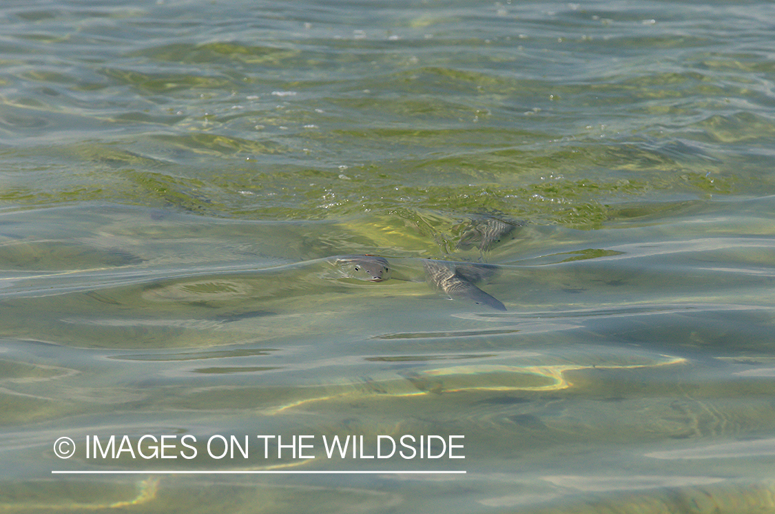 Bonefish in water.