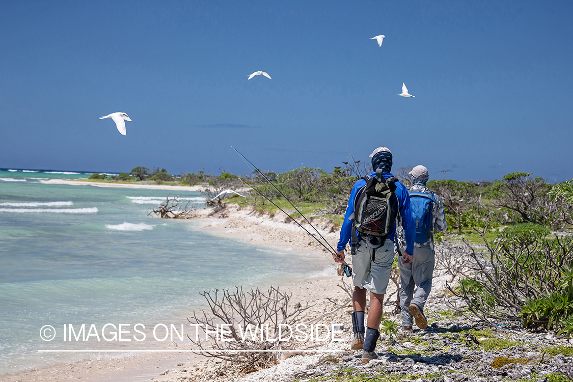 Flyfisherman walking along St. Brandon's Atoll flats.