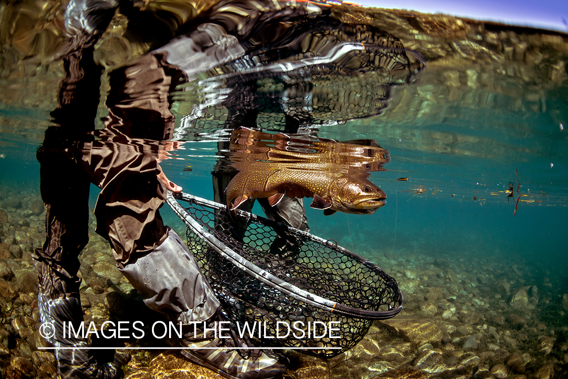 Flyfisherman releasing brook trout.