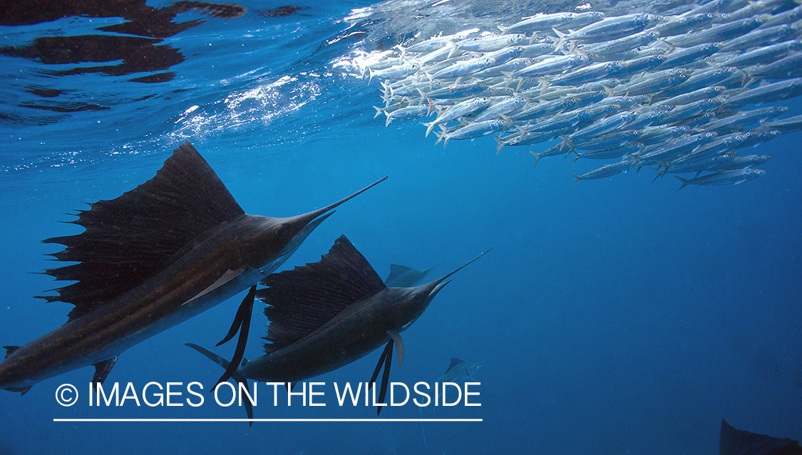 Sailfish hunting bait fish in open ocean.