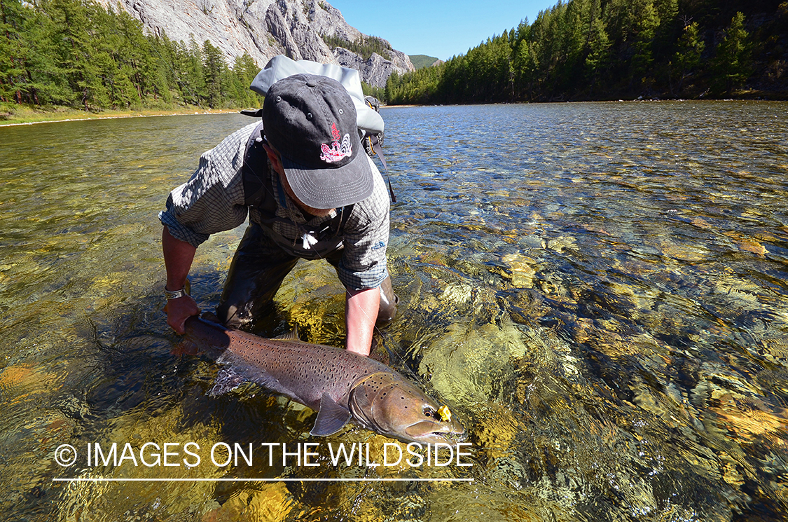 Fly fisherman releasing Taimen.