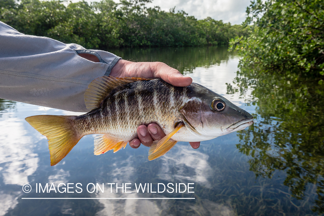 Saltwater fish in Belize.