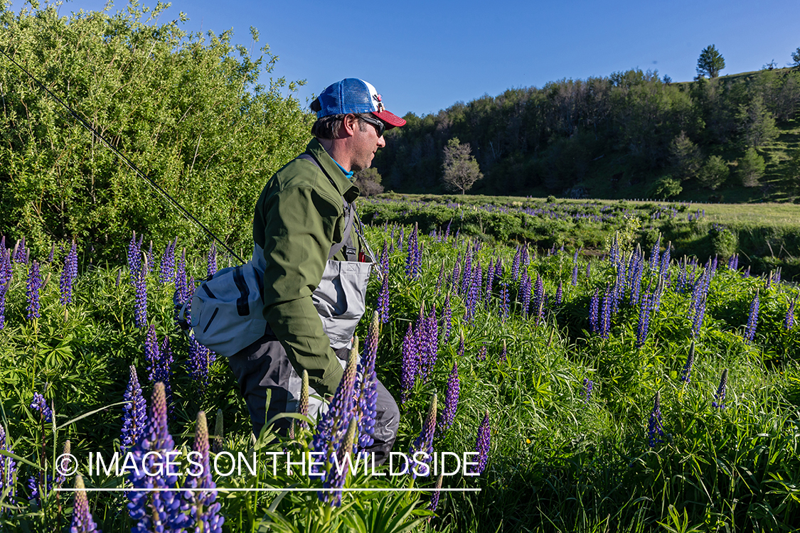 Flyfisherman in field with lupins.