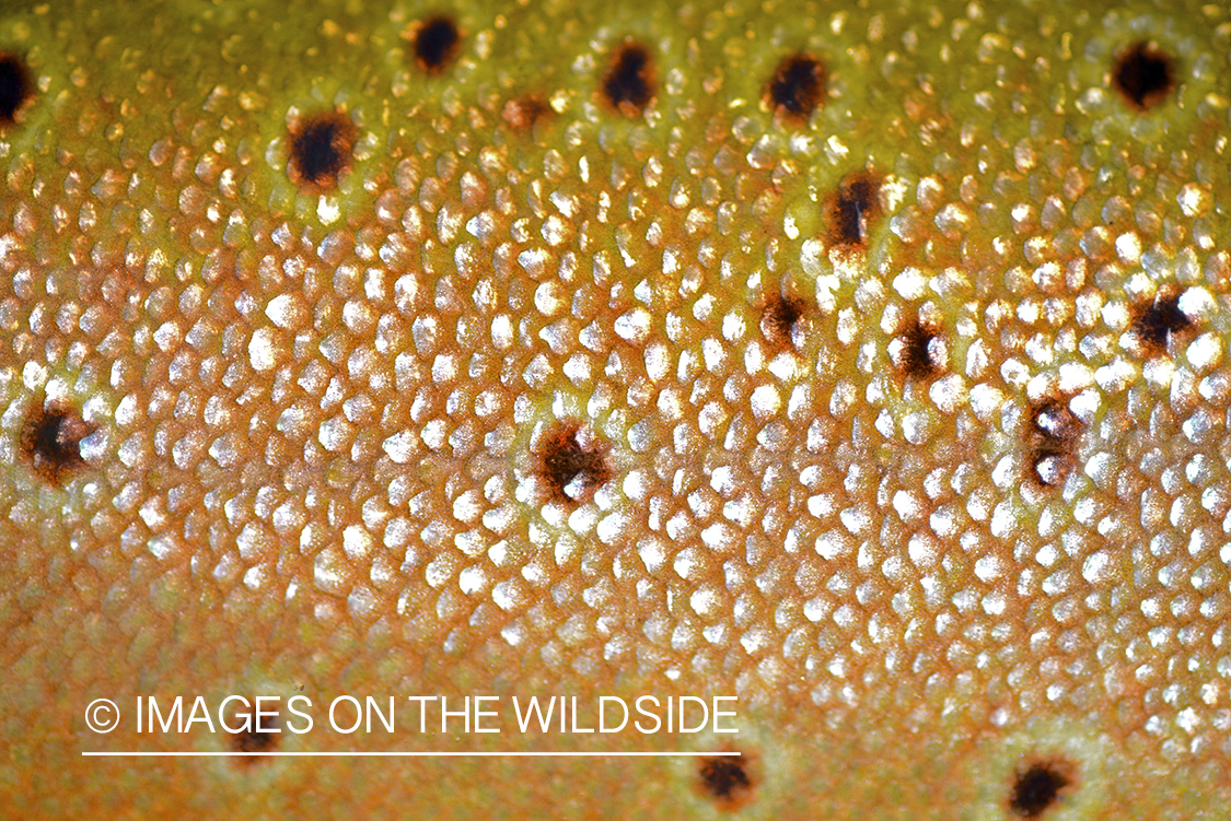 Closeup of trout scales.