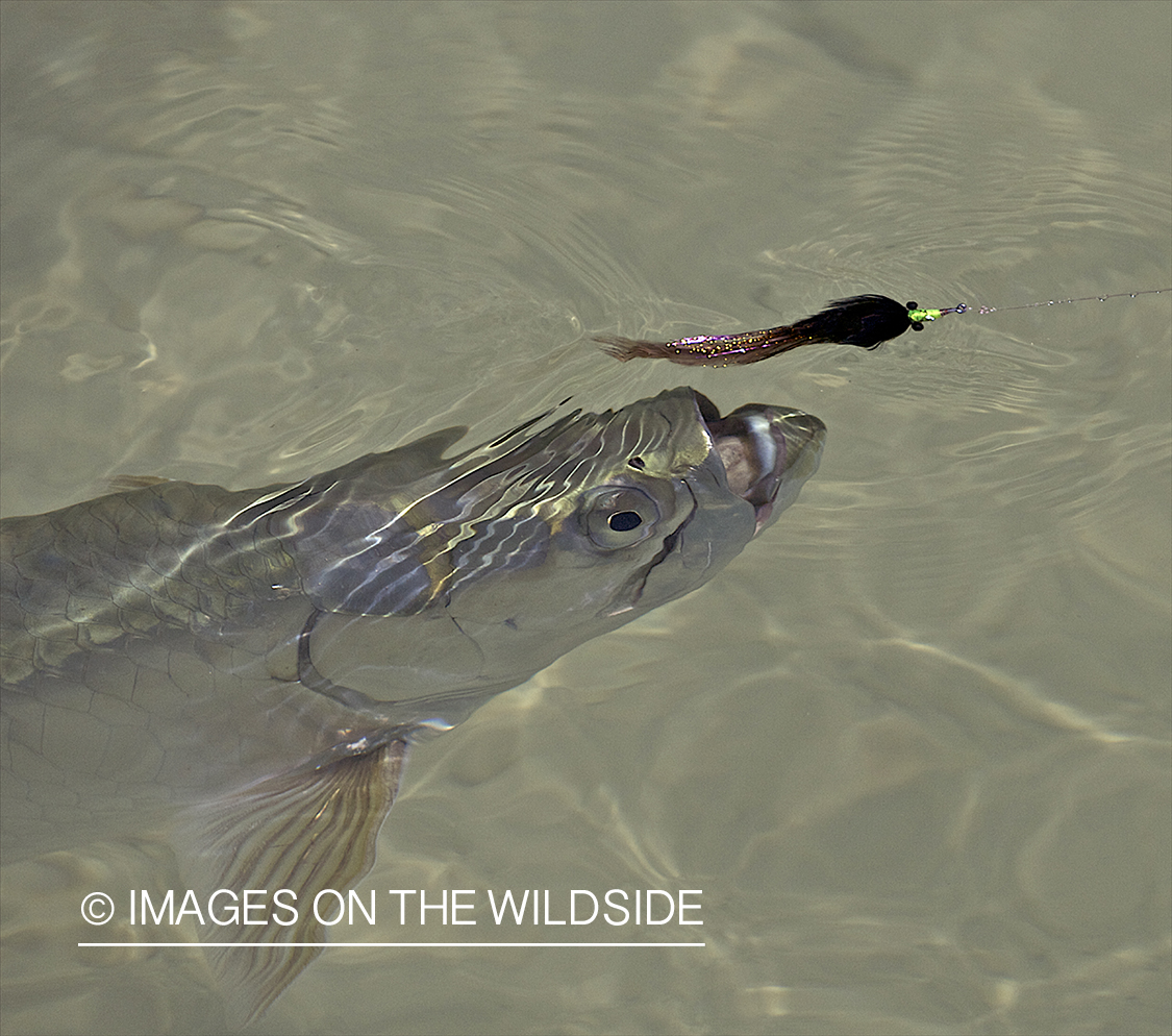 Tarpon chasing bait.