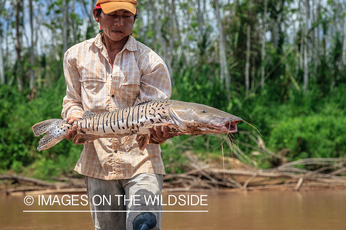 Flyfishing for Golden Dorado in Bolivia. (bow fishing)