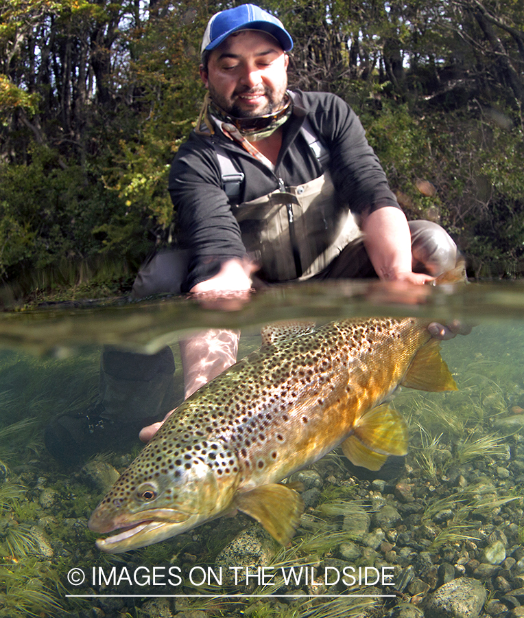 Fisherman holding Brown Trout.